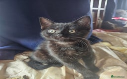 Mixed Breed cats for sale: Beautiful playful kittens  - Image 7