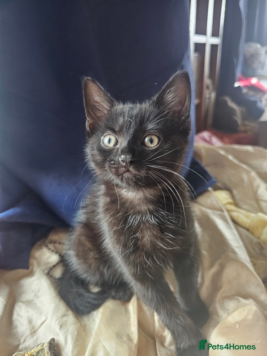 Mixed Breed cats for sale: Beautiful playful kittens  - Image 7