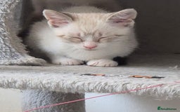 Snowshoe cats for sale:  pedigree Tica reg  snowshoes ready now - Image 18