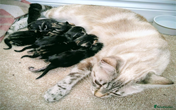Bengal cats for sale: Beautiful Bengal x Mainecoon moggies - Image 22