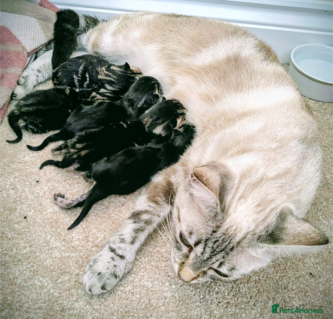 Bengal cats for sale: Beautiful Bengal x Mainecoon moggies - Image 22