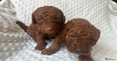 Miniature Poodle dogs - Advert 1