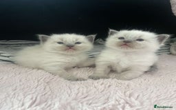 Ragdoll cats for sale: Ragdoll Bluepoint kittens  - Image 7