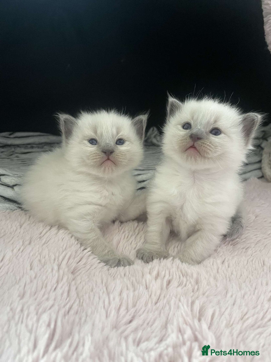 Ragdoll cats for sale: Ragdoll Bluepoint kittens  - Image 7
