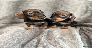 Dachshund dogs - Advert 4