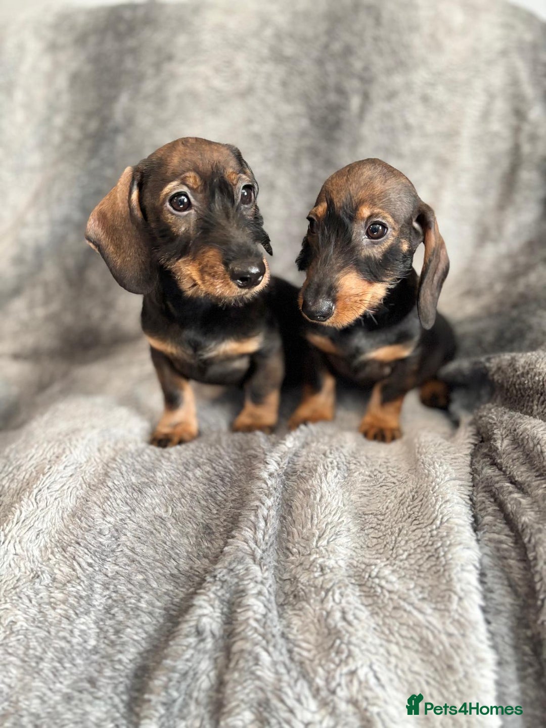 Dachshund dogs for sale: Dachshund Girls Ready Now Fully Vaccinated  - Image 1