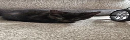 Mixed Breed cats for sale: Main coon cross kitten - Advert 7