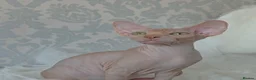 Sphynx cats for sale: 2 Stunning Sphynx Boys – Ready Now 💙 - Advert 38