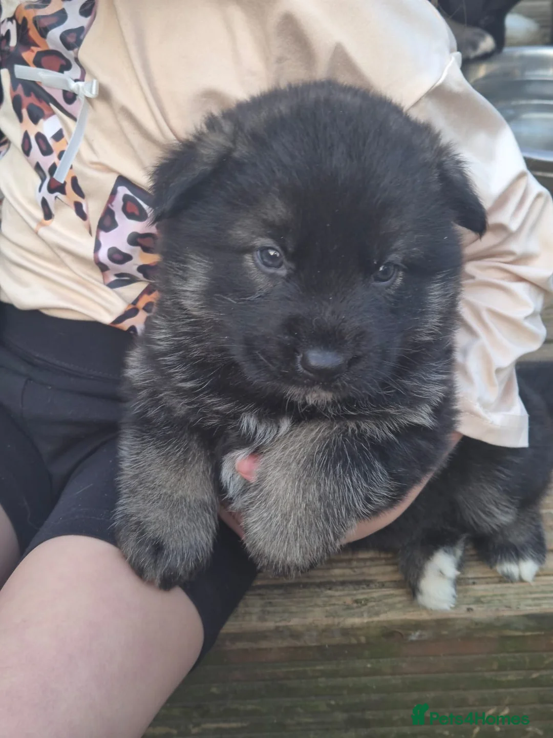Mixed Breed dogs for sale: Stunning American shephards  - Advert 13