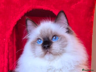 Ragdoll cats Ragdoll male kitten gccf active - Advert 1