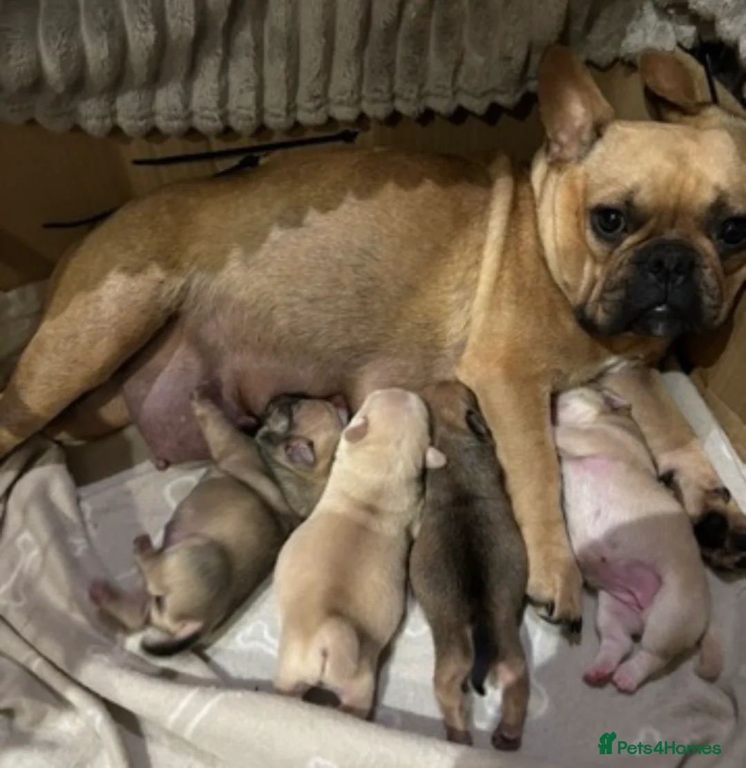 Frug dogs for sale: French bulldog cross pug puppies ready Friday 22nd - Advert 2