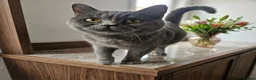 British Shorthair cats for sale: Beautiful British Shorthair Queen 🥰 - Advert 2
