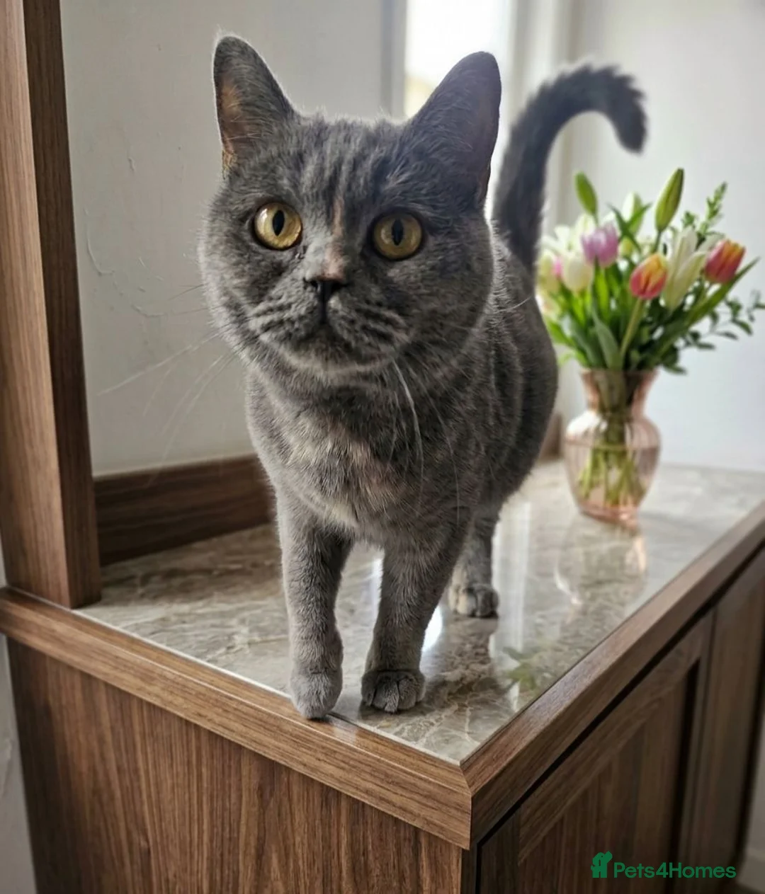 British Shorthair cats for sale: Beautiful British Shorthair Queen 🥰 - Advert 2