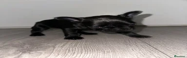 French Bulldog 2