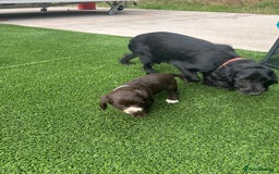 Cocker Spaniel dogs for sale: Miniature working Cocker spaniel puppies for sale - Image 5