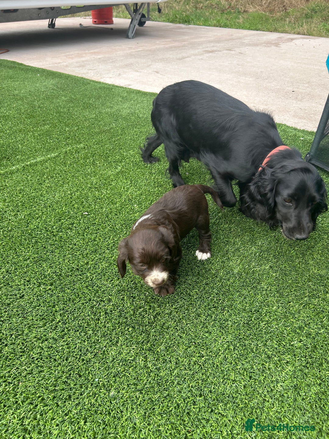 Cocker Spaniel dogs for sale: Miniature working Cocker spaniel puppies for sale - Image 5