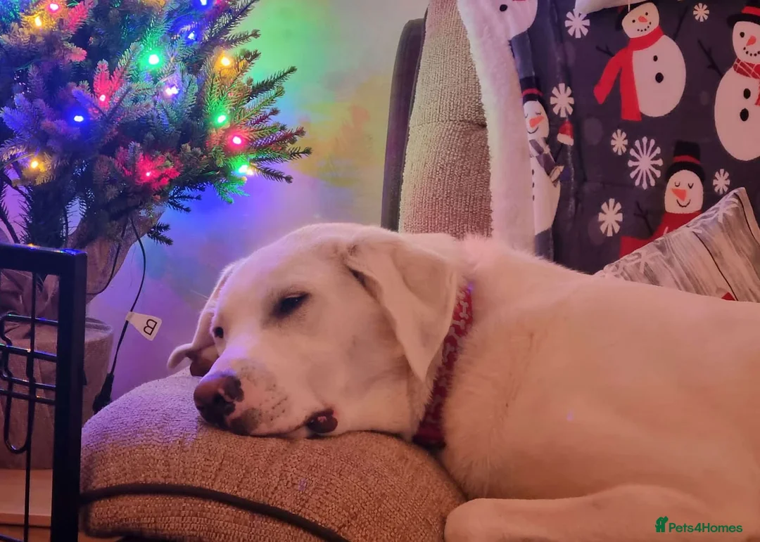 Mixed Breed dogs for adoption: DOUGIE - Like a Large Labrador - Advert 4