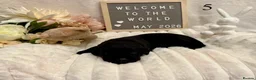 Labrador Retriever dogs for sale: Gorgeous Black Labrador Puppies  in Banstead - Advert 19