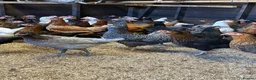 Chickens poultry for sale: Point of lay Hens in a massive selection of breeds - Advert 1