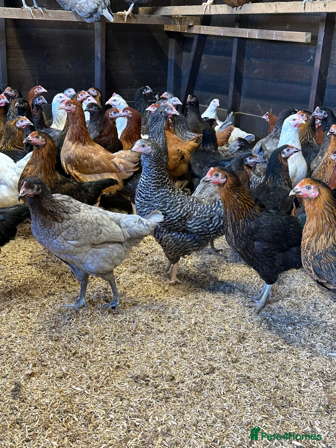 Chickens poultry for sale: Point of lay Hens in a massive selection of breeds - Advert 1