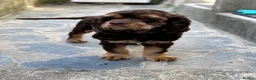 American Cocker Spaniel dogs for sale: Chocolate/tan American cocker spaniel  - Advert 3
