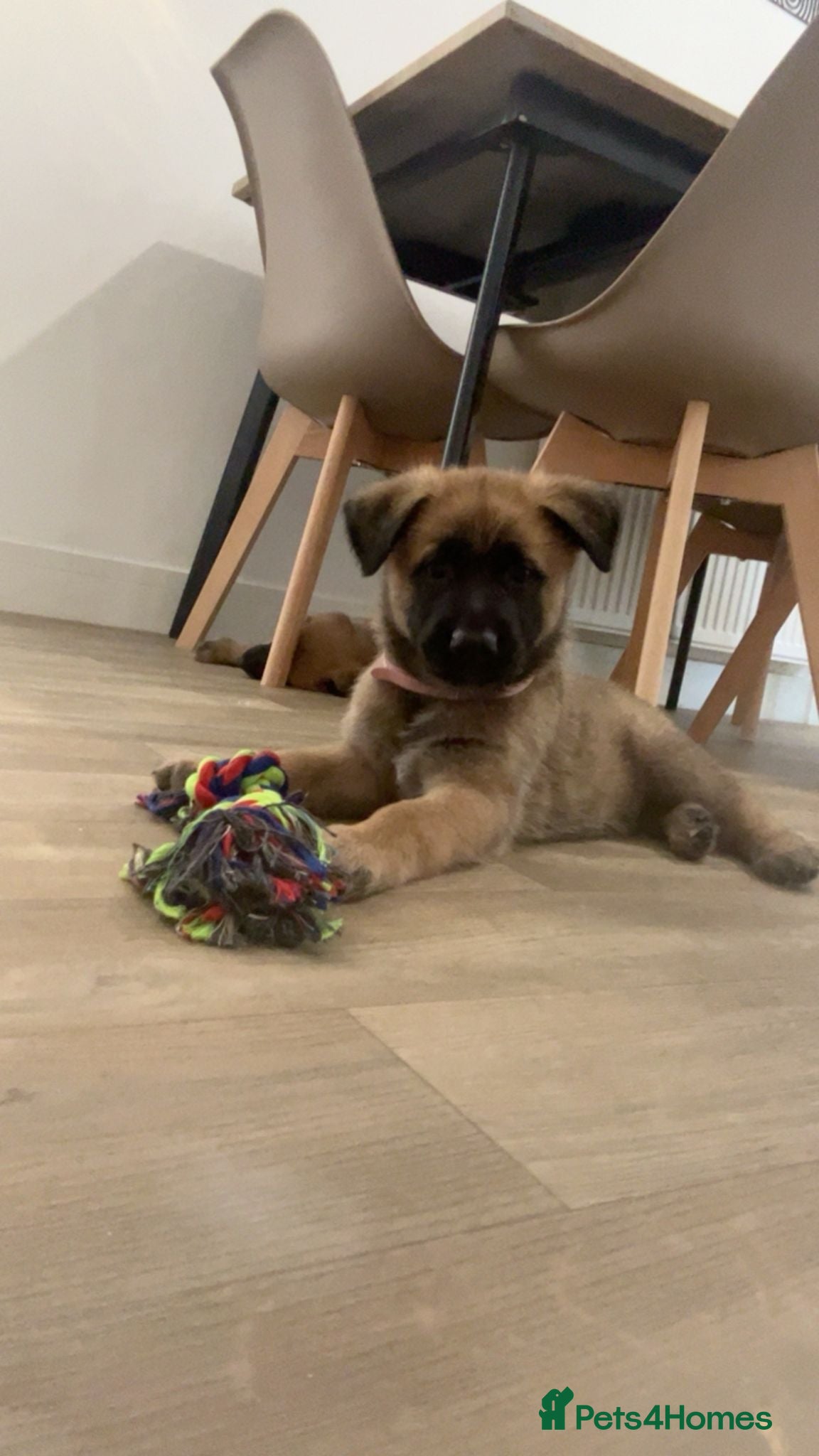 Mixed Breed dogs Malinois x GSD Puppies | Health Checked - Advert 2