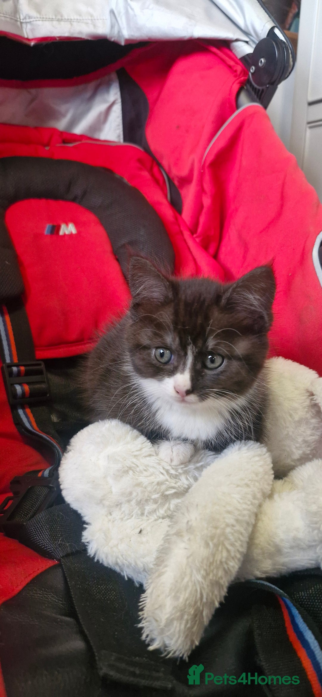 Mixed Breed cats for sale: 3 gorgeous little girls  - Image 2