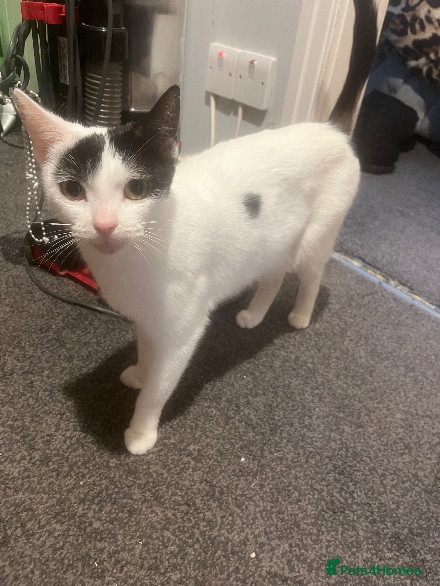 Mixed Breed cats Beautiful kittens for sale  - Advert 13