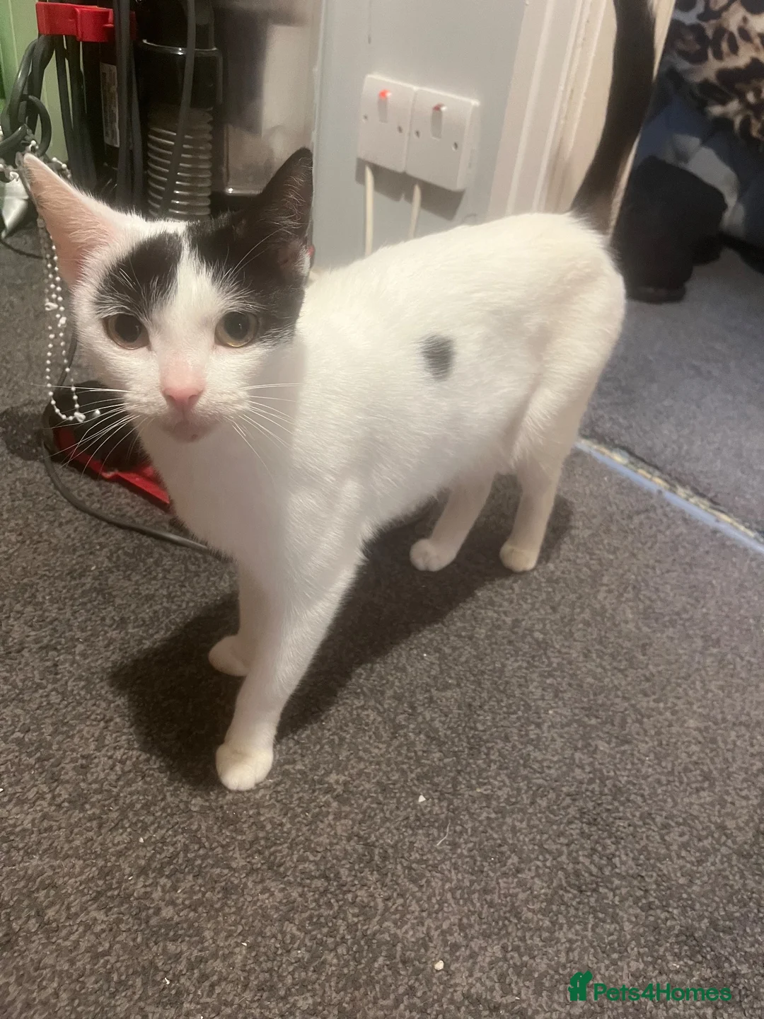 Mixed Breed cats for sale: Beautiful kittens for sale  in Mauchline - Advert 1