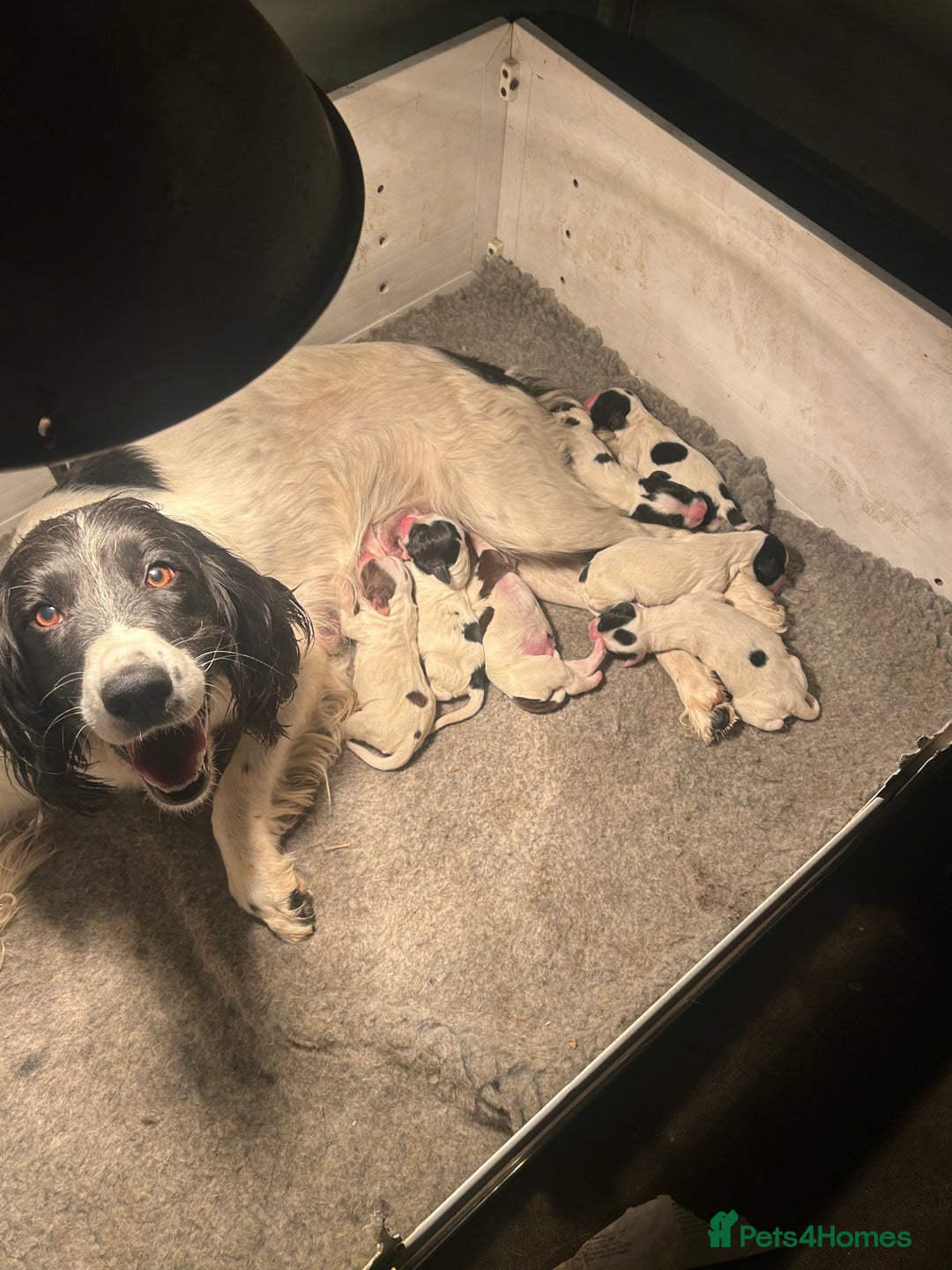 English Springer Spaniel dogs for sale: Springer pups for sale, ready next week - Image 1