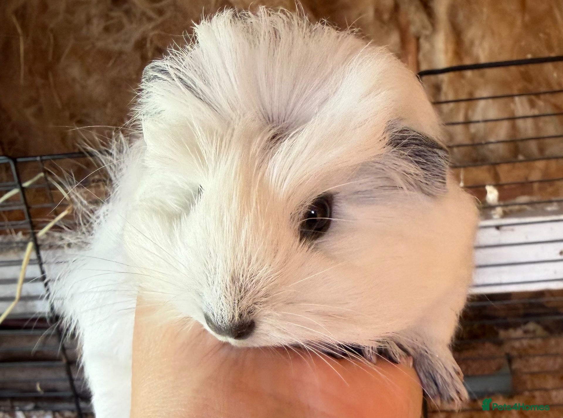 Guinea Pig rodents Beautiful sow - Advert 1