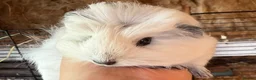 Guinea Pig rodents for sale: Beautiful sow - Advert 1