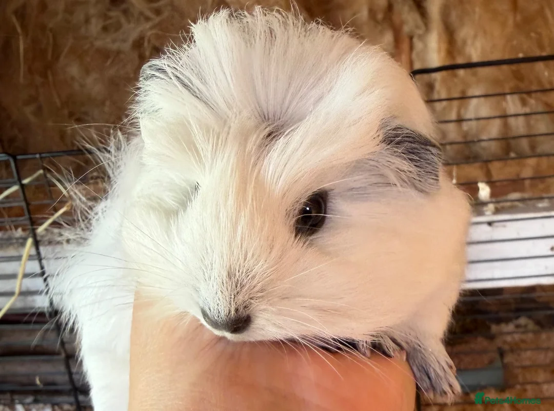 Guinea Pig rodents for sale: Beautiful sow - Advert 1