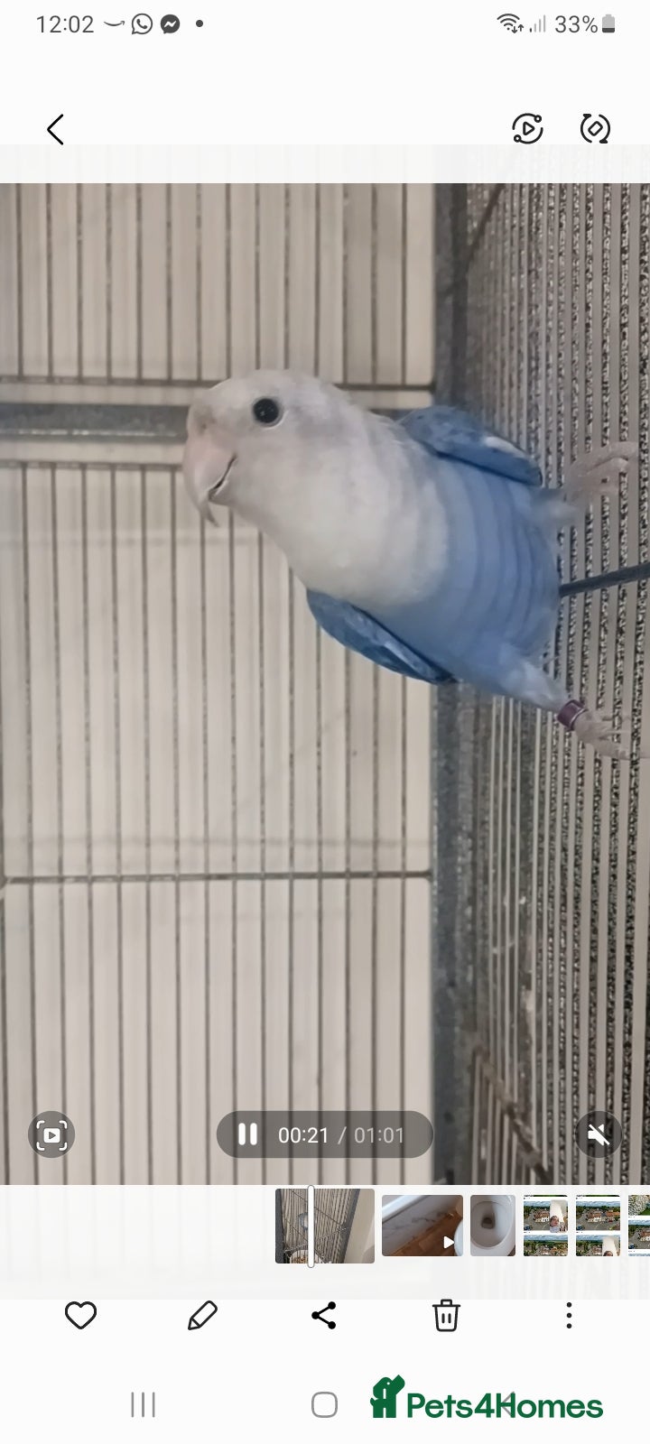 Lovebirds birds Lively lovebird for sale - Advert 1