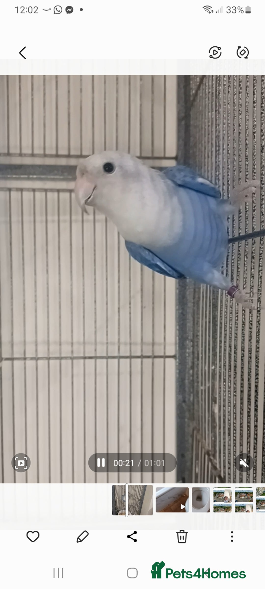 Lovebirds birds for sale: Lively lovebird for sale - Advert 1