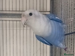 Lovebirds birds Lively lovebird for sale - Advert 1