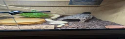 Python Snake reptiles for sale: Royal python  in Tamworth - Advert 4