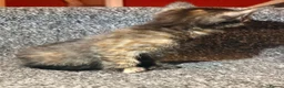 Mixed Breed cats for sale: 5 Mixed Coloured Kittens Available! - Advert 10
