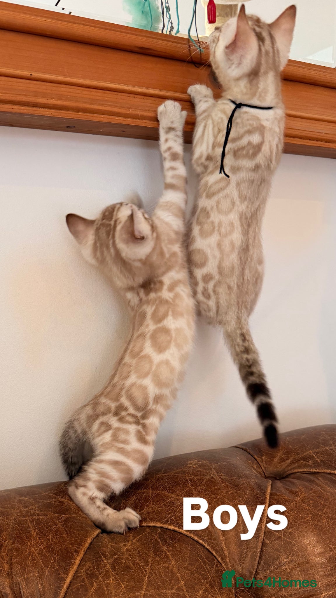 Bengal cats Beautiful Snow Bengals - Advert 1