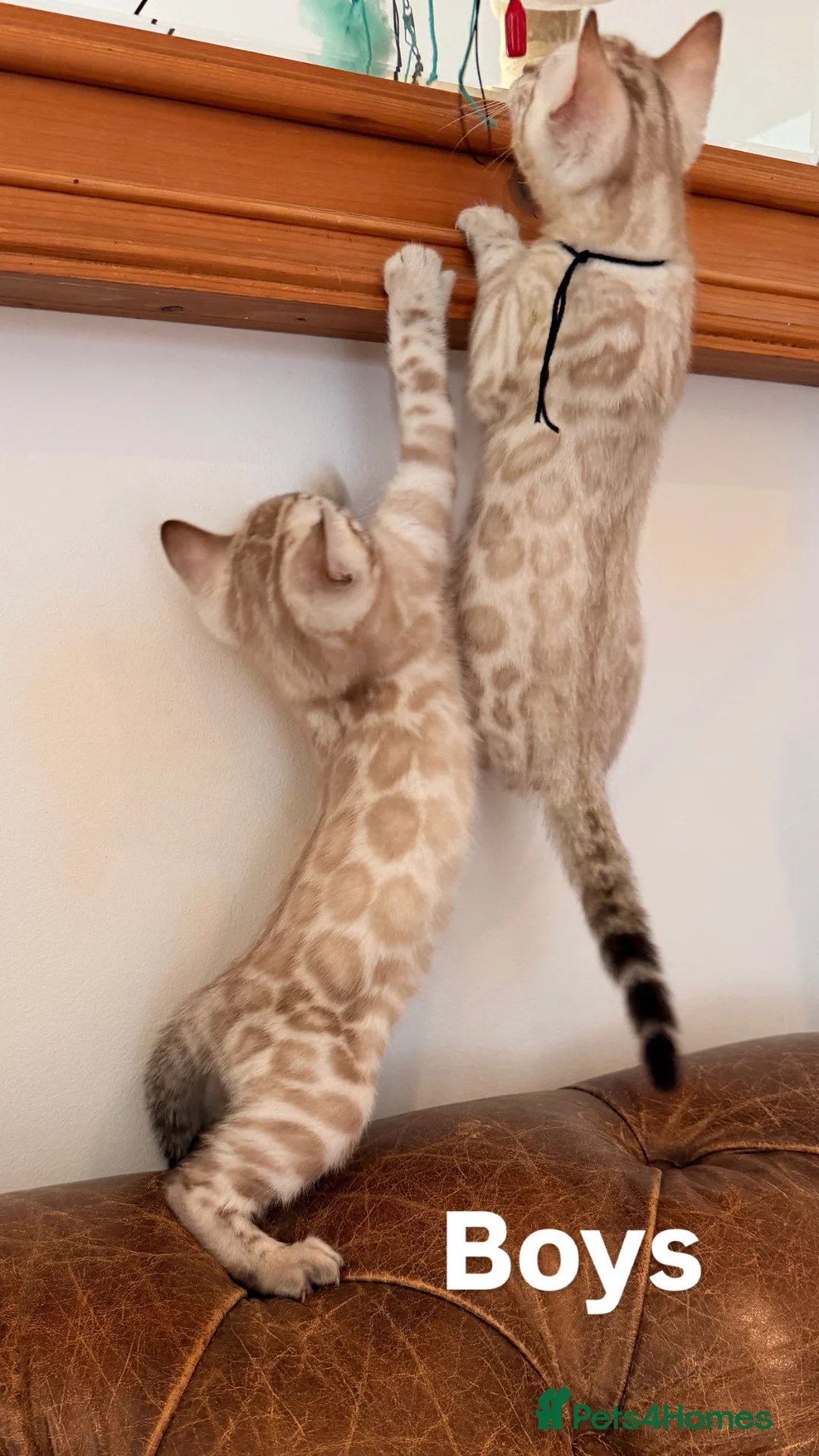 Bengal cats for sale: Beautiful Snow Bengals - Advert 1