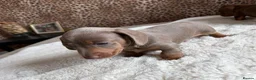Miniature Dachshund dogs for sale: Beautiful Lilac Miniature Daschund  in Driffield - Advert 4