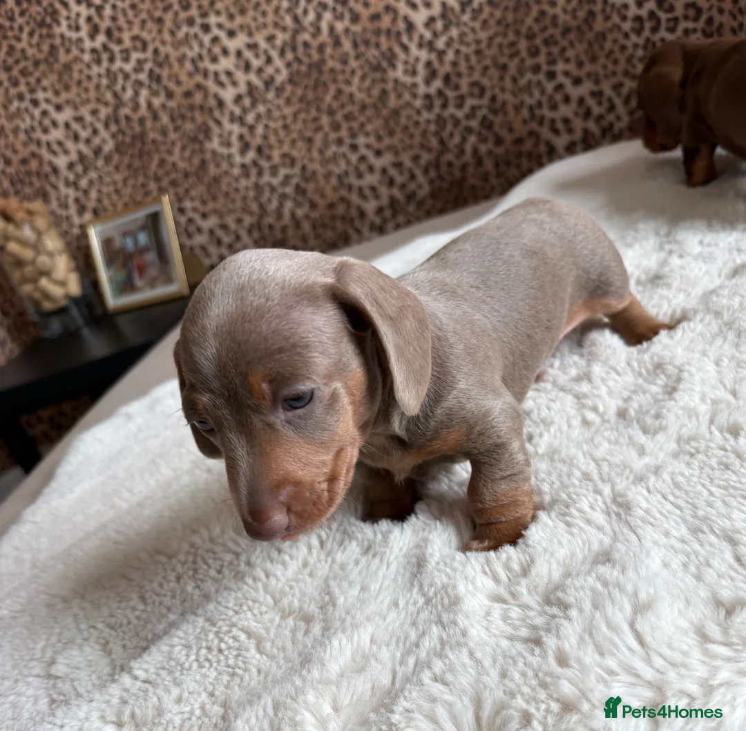 Miniature Dachshund dogs for sale: Beautiful Lilac Miniature Daschund  in Driffield - Advert 4