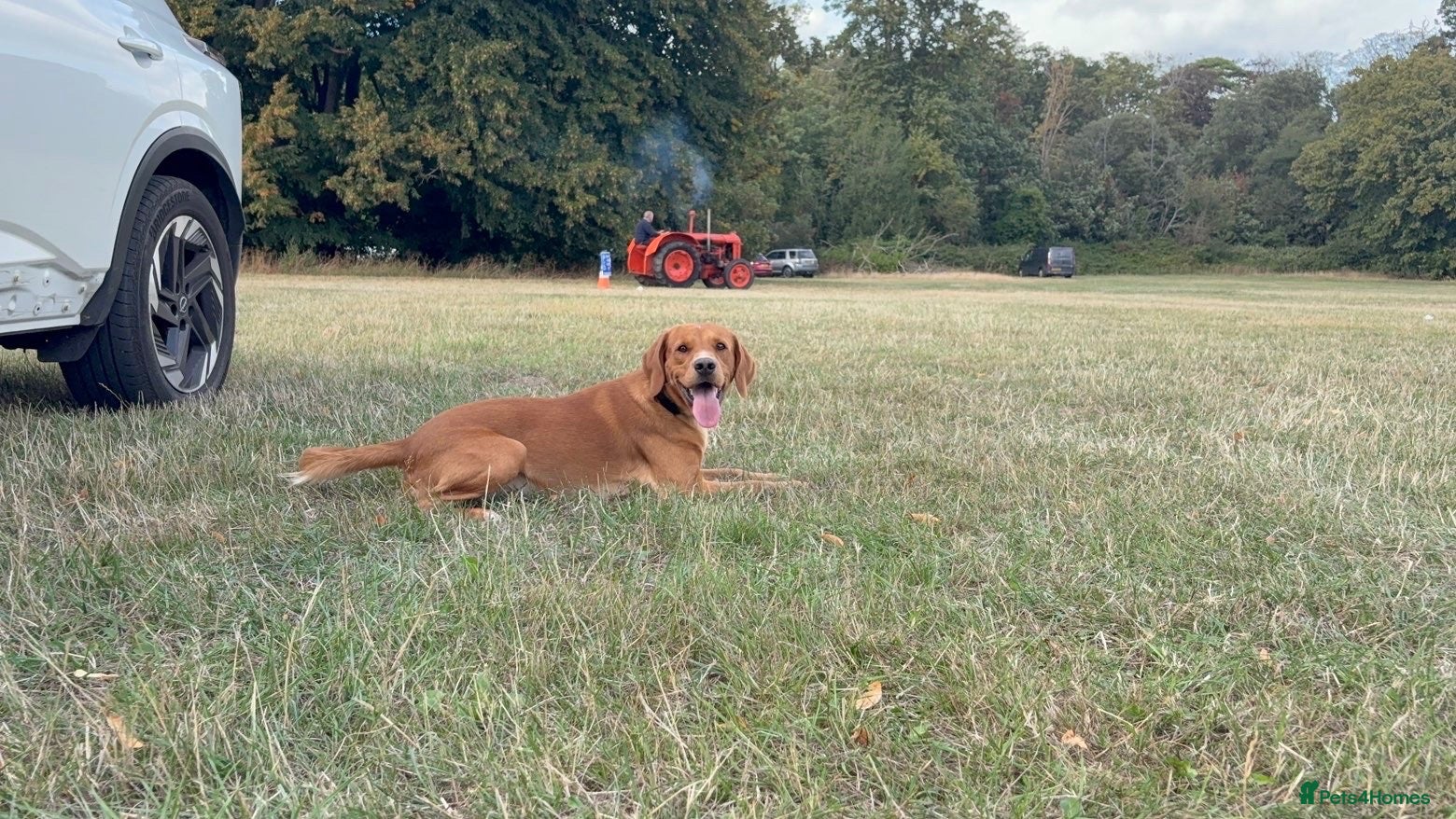 Labrador Retriever dogs Milo red fox lab  - Advert 2