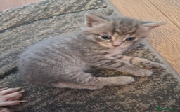 Mixed Breed cats for sale: Gorgeous boy ready for his new home - Image 4