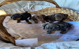 Miniature Dachshund dogs for sale: MINIATURE DACHSHUND PUPPIES  - Advert 5