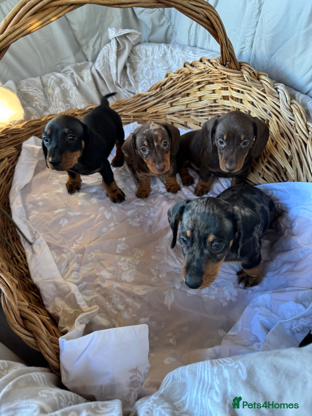 Miniature Dachshund dogs for sale: MINIATURE DACHSHUND PUPPIES  - Advert 5