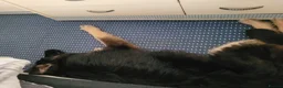 German Shepherd dogs for sale: Nice lads - Advert 3