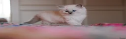 Ragdoll cats for sale: Beautiful Ragdoll Kittens – Male & Female - Advert 5
