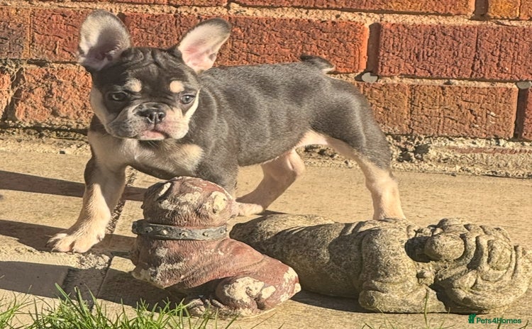 French Bulldog dogs - Advert 15