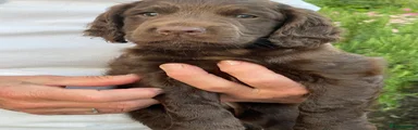 Cocker Spaniel 2